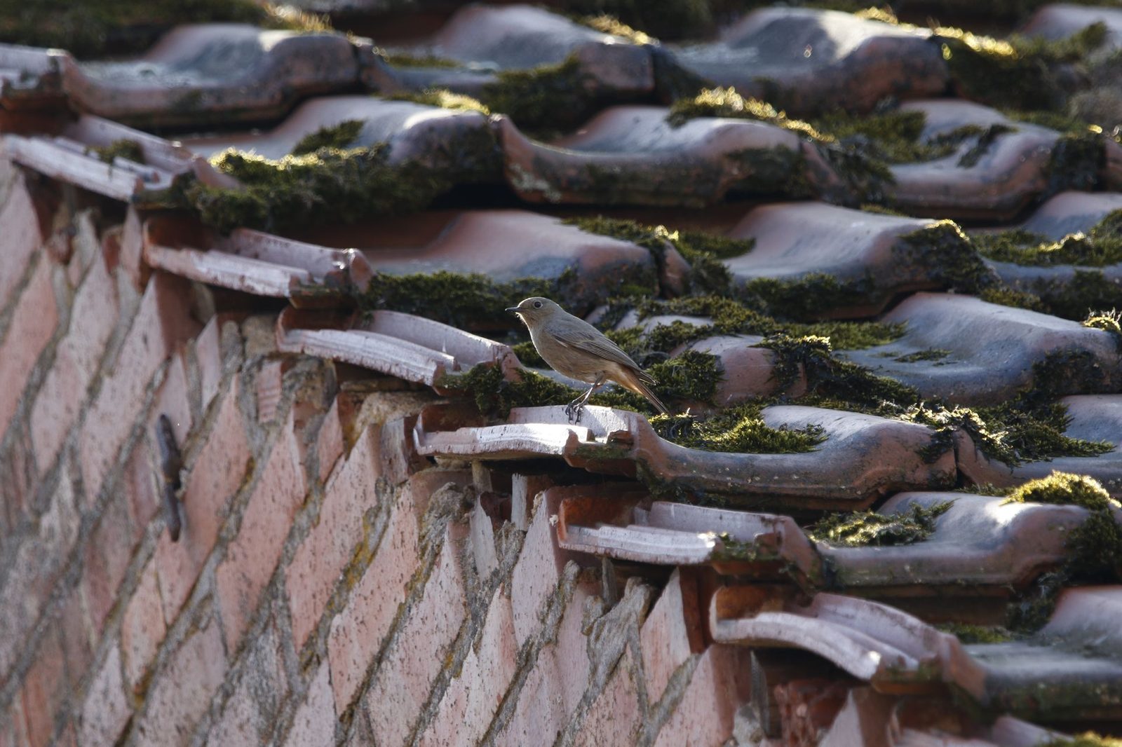Moss-covered concrete roof tiles needing treatment